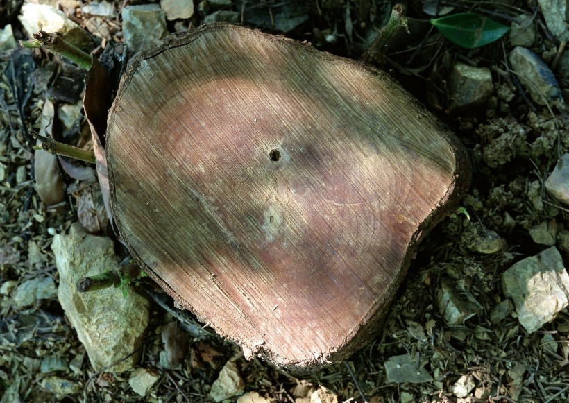 点击大图看下一张：树桩木材图片