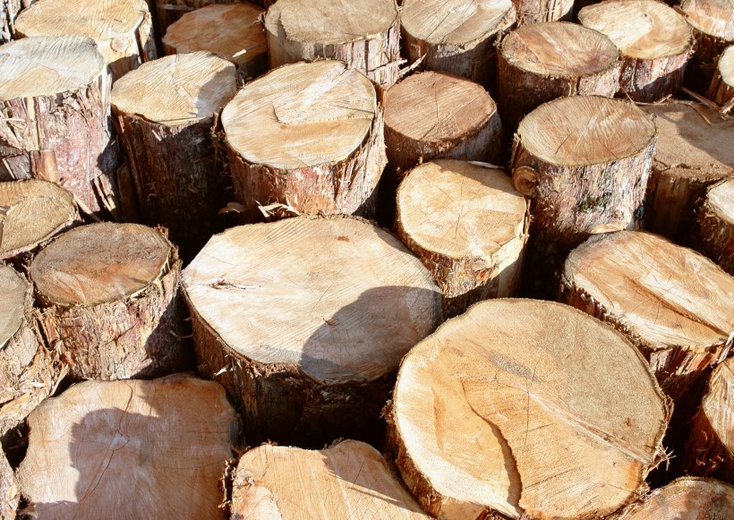 点击大图看下一张：树桩木材图片