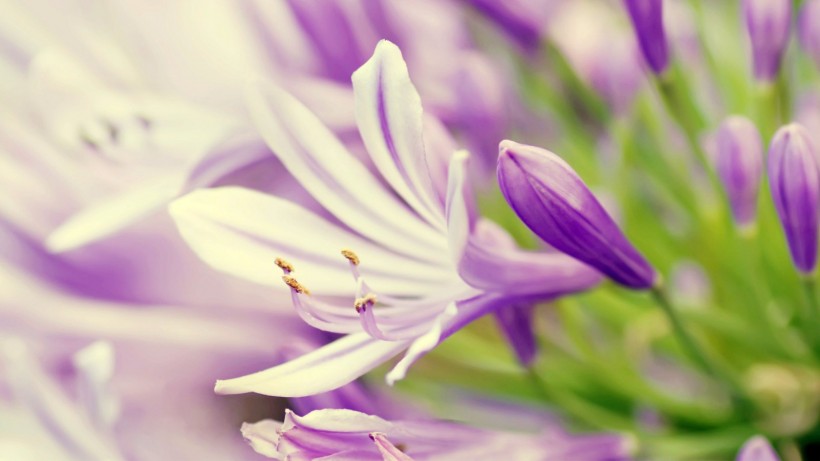 点击大图看下一张：浓郁紫色花朵背景图片