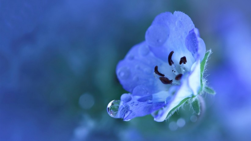 点击大图看下一张：浓郁紫色花朵背景图片