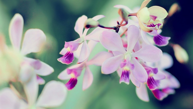 点击大图看下一张：浓郁紫色花朵背景图片