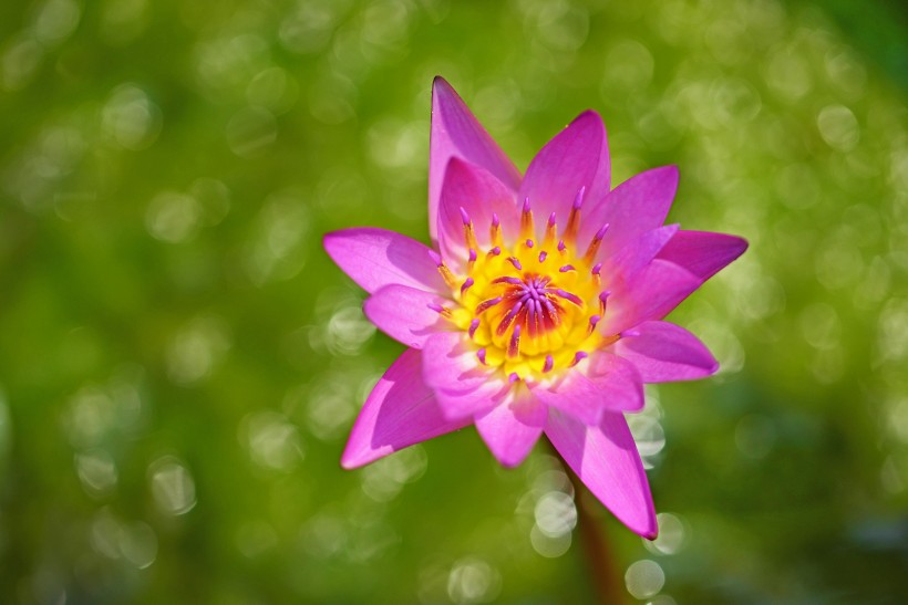 点击大图看下一张：热情睡莲花卉图片