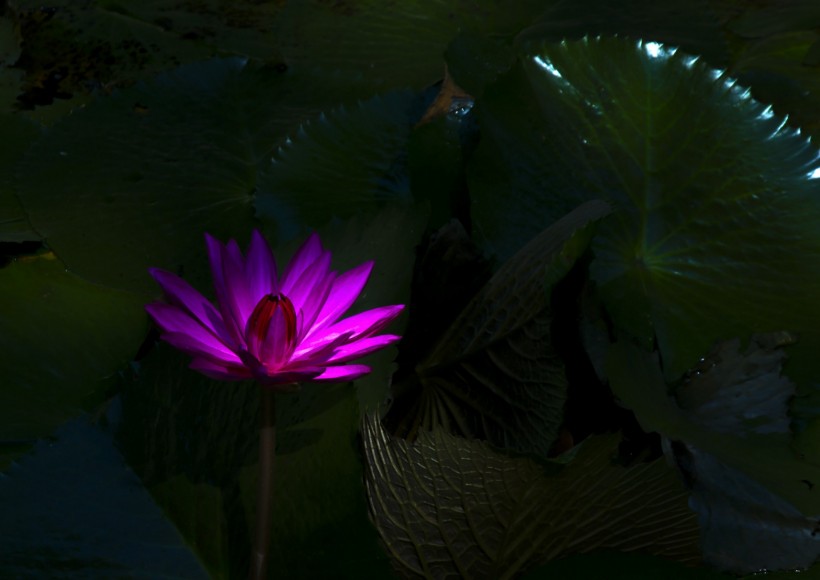 点击大图看下一张：紫色睡莲花卉图片