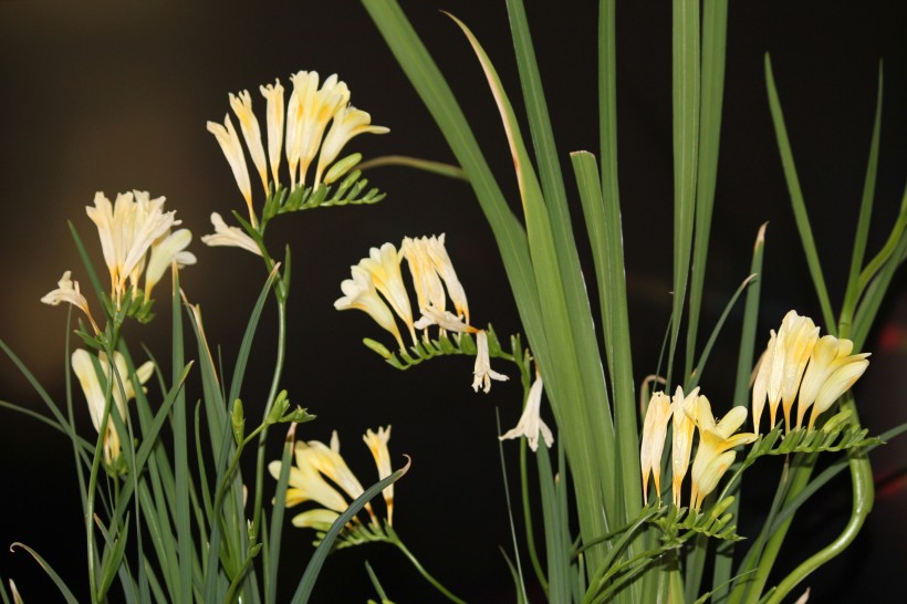 点击大图看下一张:淡雅兰花图片