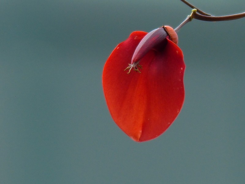 点击大图看下一张：刺桐花图片