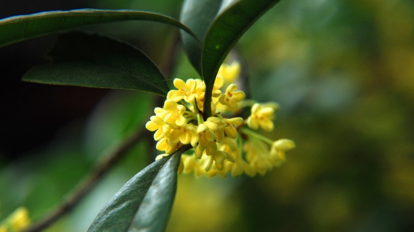 点击大图看下一张：桂花花卉图片