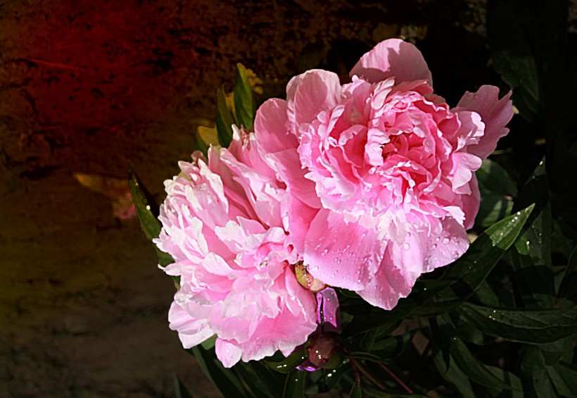 点击大图看下一张：粉色的芍药花图片