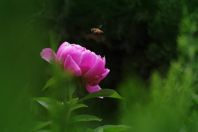 点击大图看下一张：芍药花图片