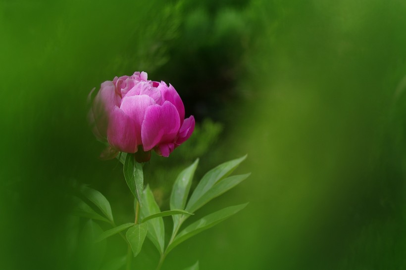 点击大图看下一张：芍药花图片