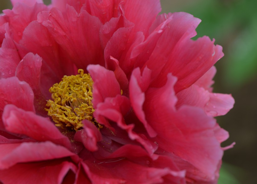 点击大图看下一张：娇媚牡丹花卉图片