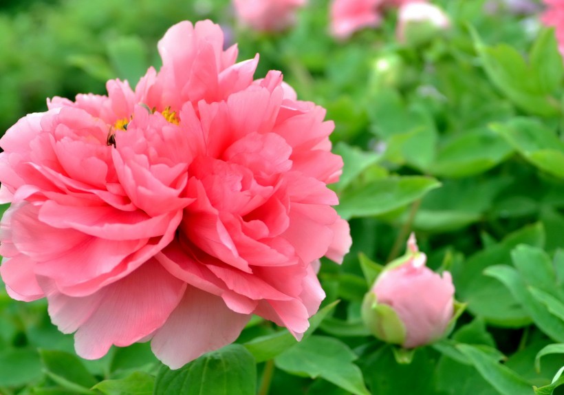 点击大图看下一张：富贵风流牡丹花图片