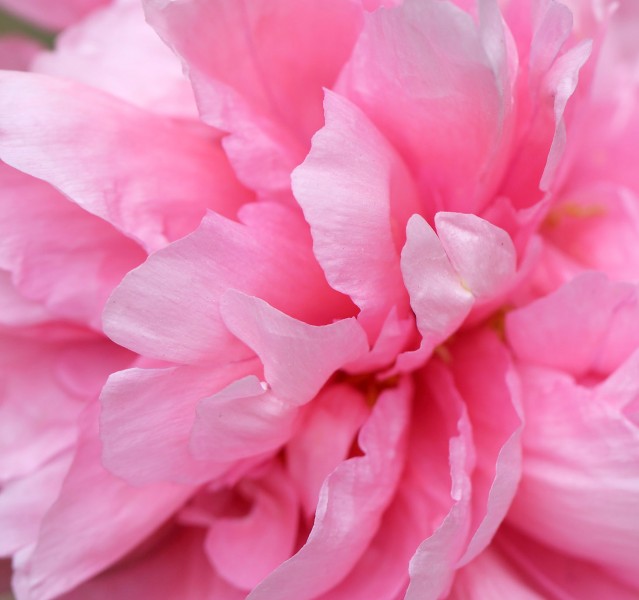 点击大图看下一张：唯美牡丹花卉图片