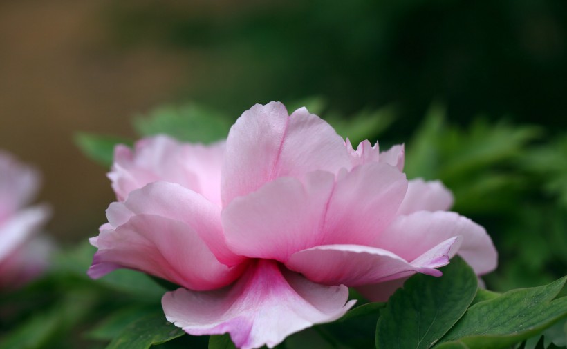 点击大图看下一张：唯美牡丹花卉图片