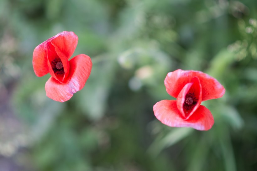点击大图看下一张：美艳红色罂粟花图片