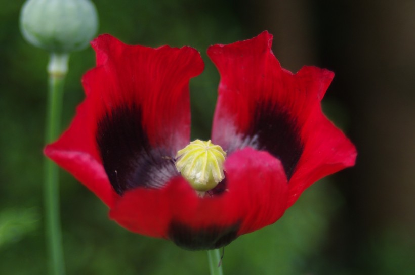 点击大图看下一张：美艳红色罂粟花图片