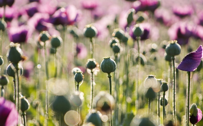 点击大图看下一张：靓丽的罂粟花图片