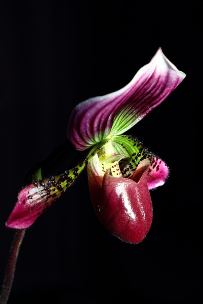 点击大图看下一张：魔帝兜兰花卉图片