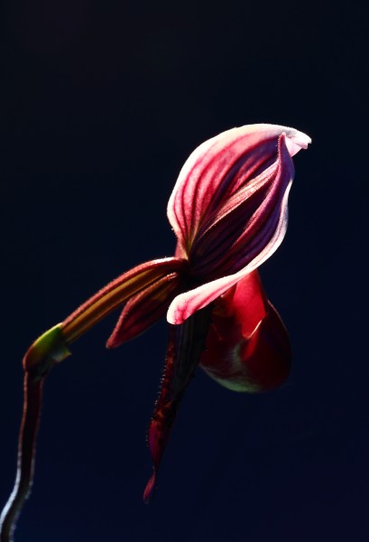 点击大图看下一张：魔帝兜兰花卉图片