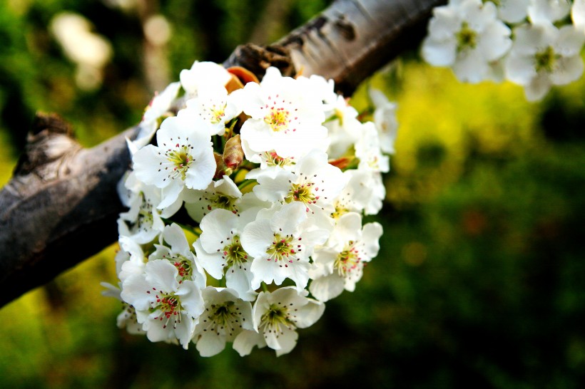 点击大图看下一张：盛开的梨花图片