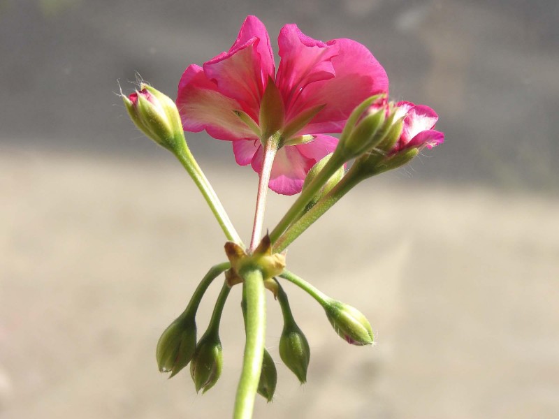 点击大图看下一张：天竺葵花卉图片