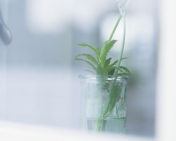 点击大图看下一张：盆栽盆景图片