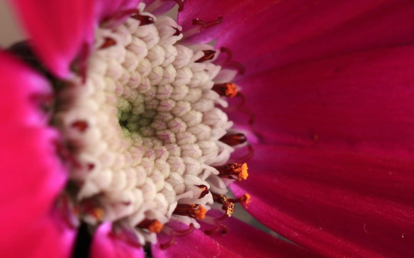 点击大图看下一张：瓜叶菊花卉图片