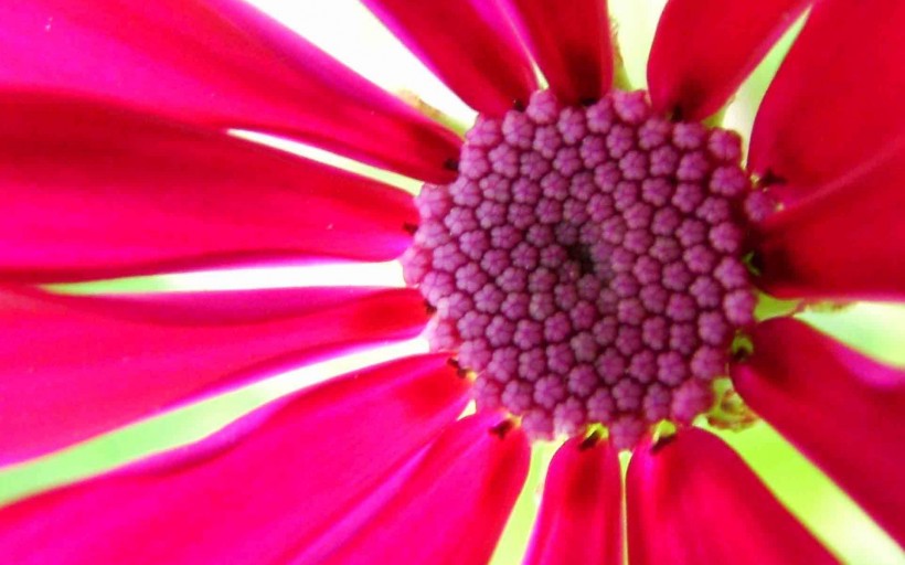 点击大图看下一张：瓜叶菊花卉图片