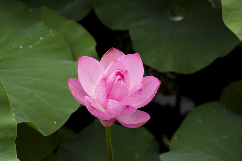 点击大图看下一张：lotus-nature-plants-flowers-39024