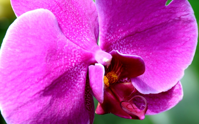 点击大图看下一张：蝴蝶兰花卉图片