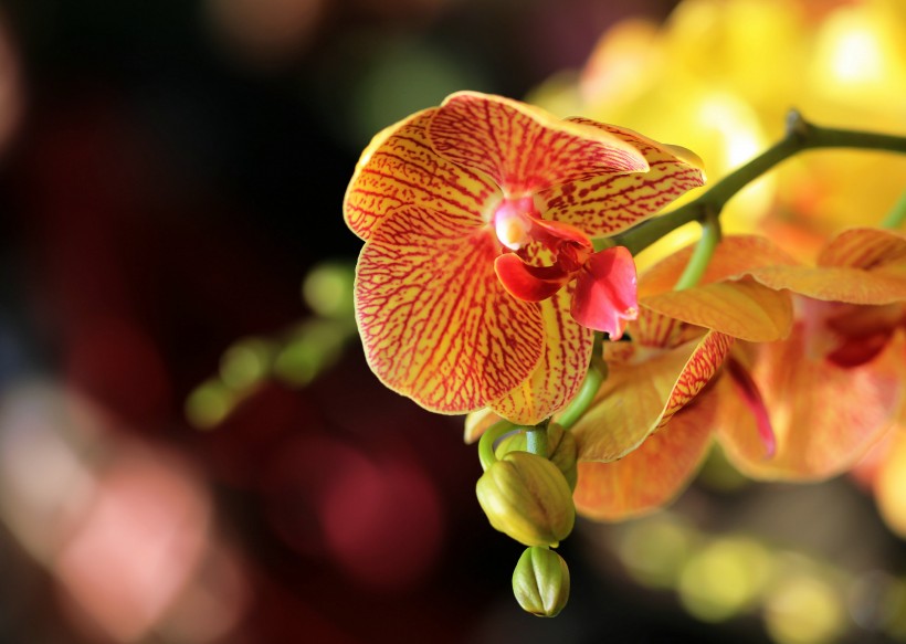 点击大图看下一张：惊艳蝴蝶兰花卉图片