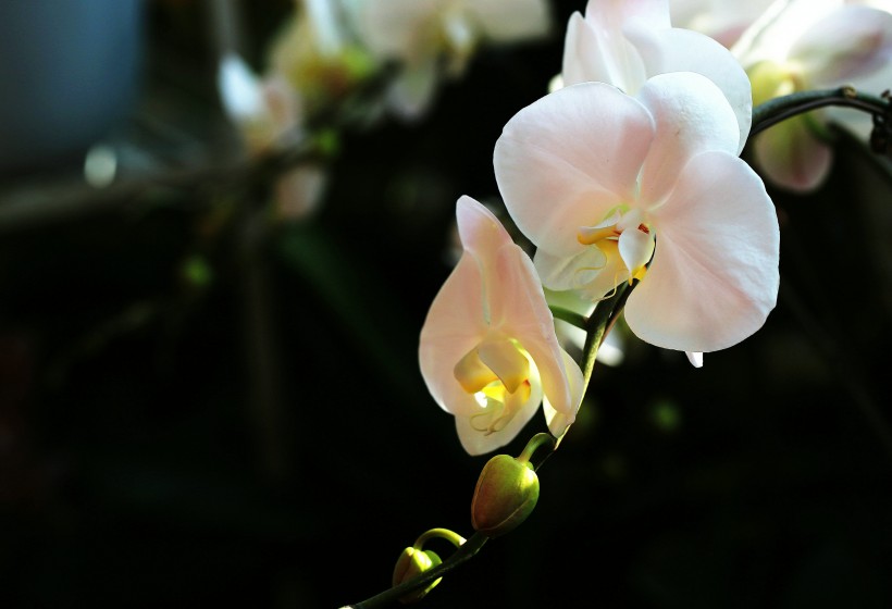 点击大图看下一张：惊艳蝴蝶兰花卉图片