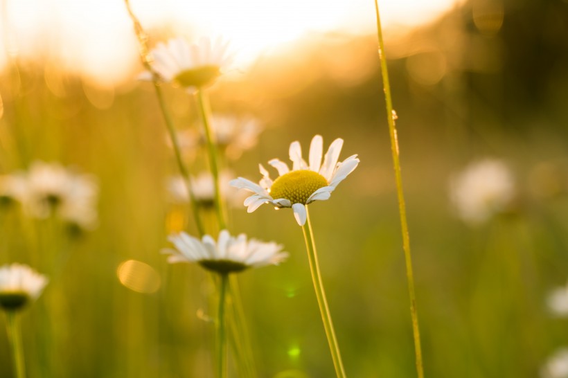 点击大图看下一张：漂亮的雏菊花丛图片