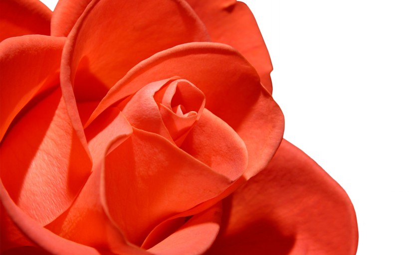 点击大图看下一张：漂亮的玫瑰写真图片
