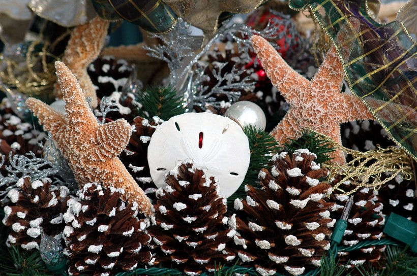 点击大图看下一张：松果特写图片