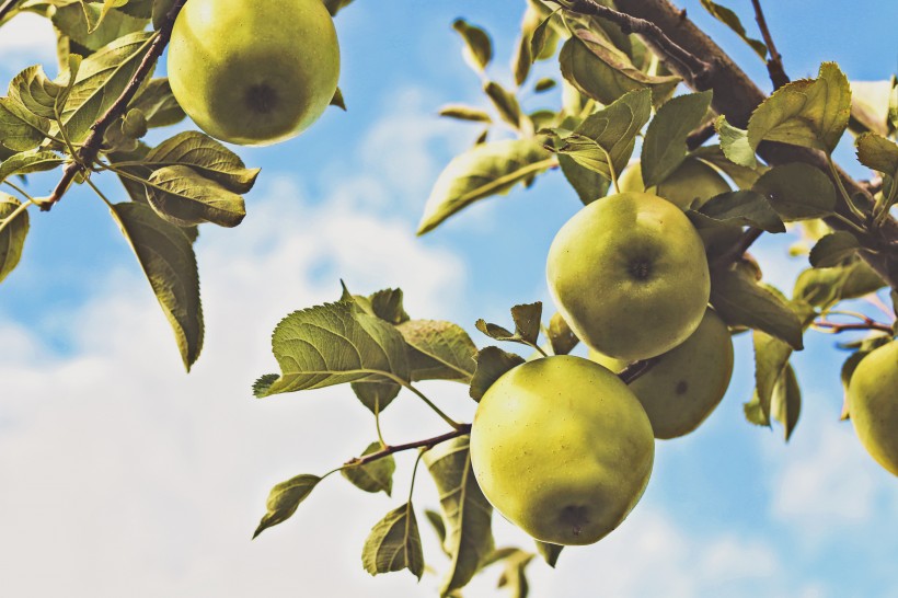 点击大图看下一张：苹果树上的苹果图片
