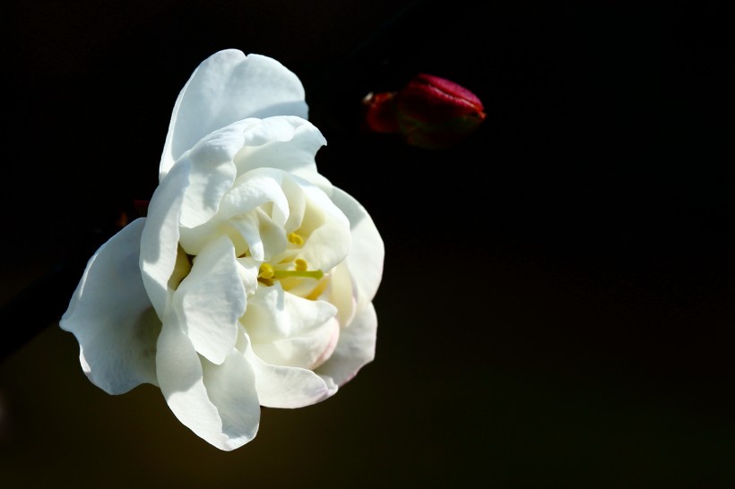 点击大图看下一张：娇而不艳的梅花图片