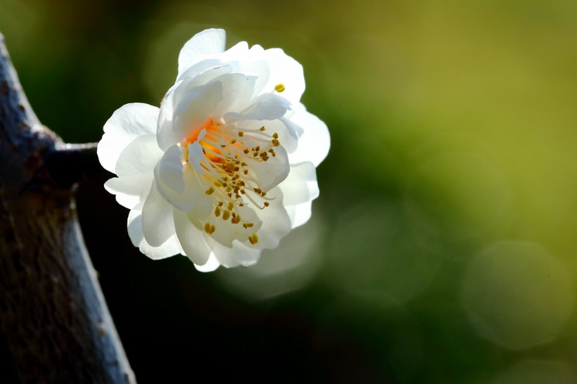 点击大图看下一张：娇而不艳的梅花图片