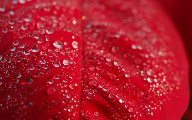点击大图看下一张：艳丽的一品红花卉图片