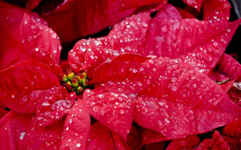 点击大图看下一张：艳丽的一品红花卉图片