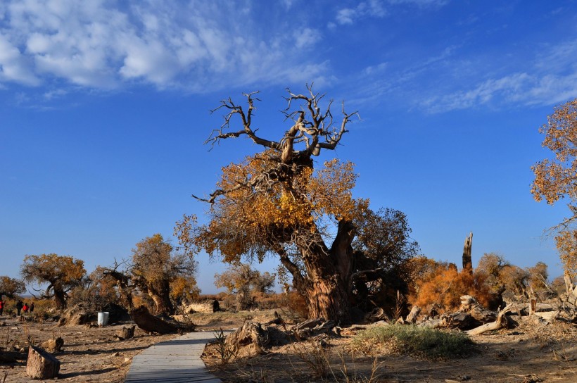点击大图看下一张：胡杨林图片