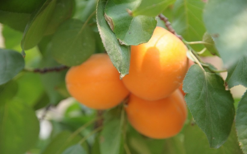 点击大图看下一张：鲜嫩可口的杏子图片