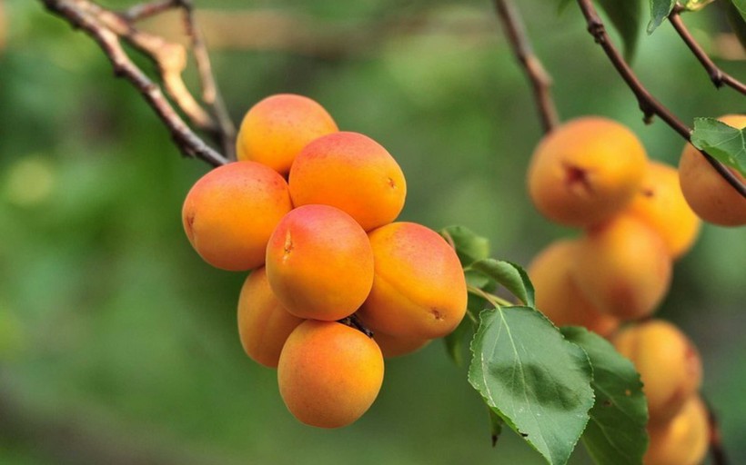 点击大图看下一张：鲜嫩可口的杏子图片