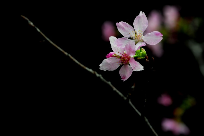点击大图看下一张：美艳樱花图片
