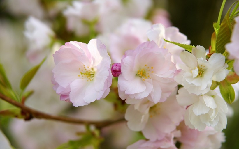 点击大图看下一张：粉红色的樱花图片