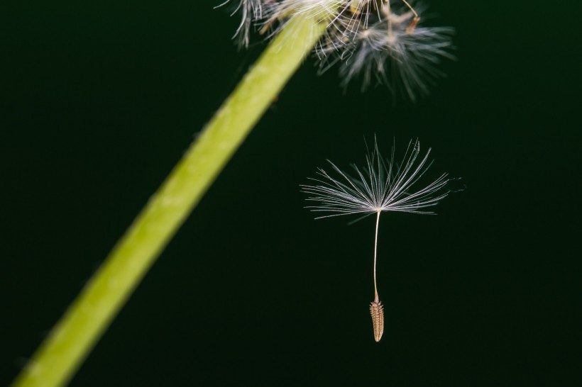 点击大图看下一张：蒲公英的种子微距摄影图片