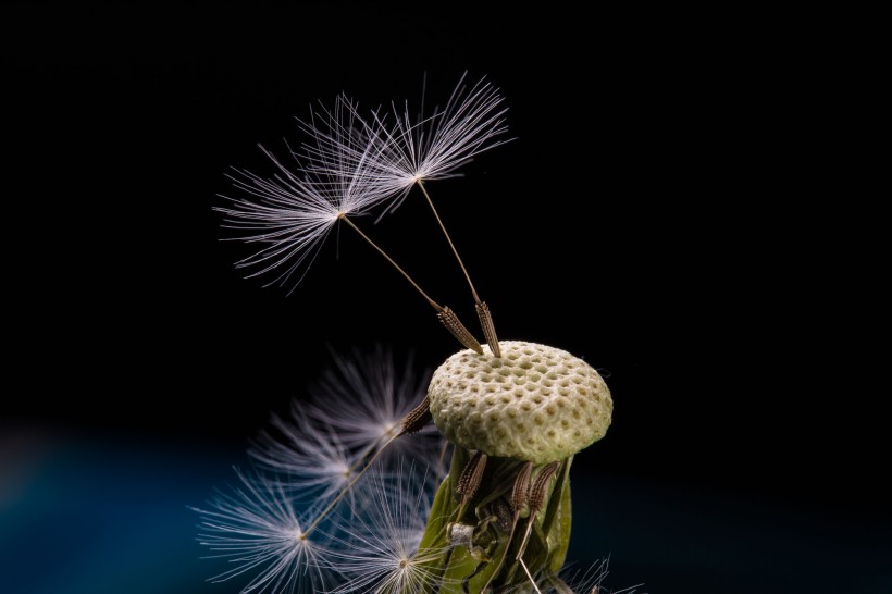点击大图看下一张：蒲公英的种子微距摄影图片