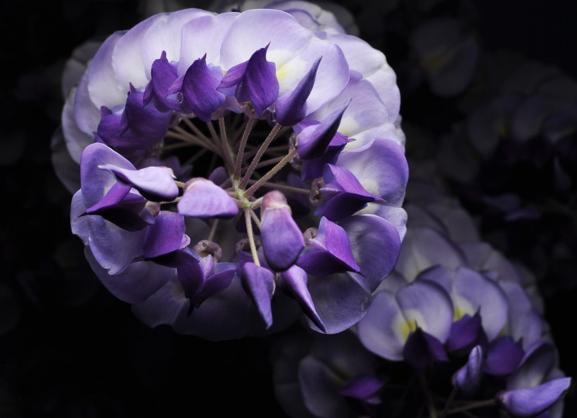 点击大图看下一张：紫藤花图片