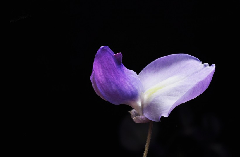 点击大图看下一张：紫藤花图片