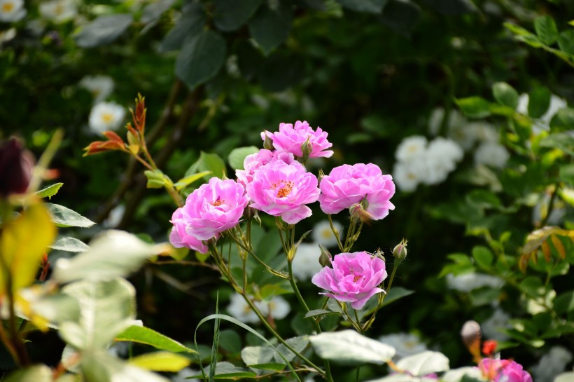 点击大图看下一张：白色和粉色蔷薇花图片