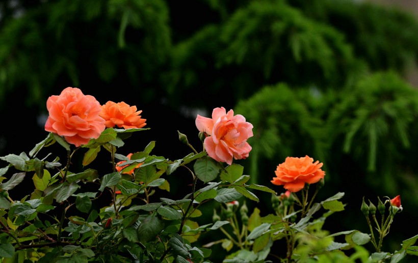 点击大图看下一张：橙色蔷薇花图片